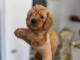 Goldendoodle Magnifiques Chiots