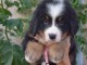 Je donne chiot bouvier bernois disponible 