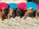 Annonces chiot bouledogue fran&ccedil;ais 