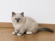 Adorable chaton Ragdoll disponible 
