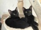 Bengale disponible pour adoption 