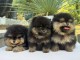 Dons chiots spitz allemand 