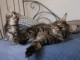 Adorable chaton Maine coon disponible 