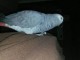 Perroquet gris du Gabon disponible couple 
