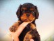 Chiots cavalier king Charles m&acirc;le 