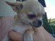 Dons chiots chihuahua disponible 