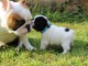 Chiots bouledogue fran&ccedil;ais m&acirc;le adorable 