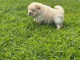 Chiots chow-chow disponible pour adoption 