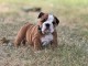 chiots bulldog anglais m&acirc;le a donner 