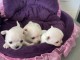 Chiots chihuahua m&acirc;le a donner 