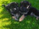 Chiot type berger allemand disponible 