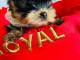 Chiots Yorkshire m&acirc;le a donner 