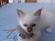 Je donne mon chaton sacr&eacute; de Birmanie 