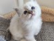 Je donne chaton sacr&eacute; de Birmanie 