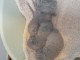 Annonces chaton chartreux &agrave; placer 