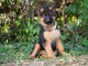 Je donne chiot berger allemand m&acirc;le 