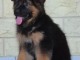 Magnifique chiots berger allemand 