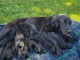 B&eacute;b&eacute; chiot labrador retriever pour adoption 