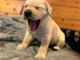 Je donne chiot type labrador retriever 