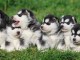 Annonces chiot husky sib&eacute;rien pour adoption 
