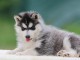 Je donne chiot husky sib&eacute;rien femelle &agrave; donner 