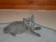 &Agrave; placer Chaton chartreux m&acirc;le 