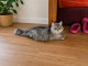 B&eacute;b&eacute; chaton sib&eacute;rien disponible 