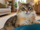 Je donne chaton sib&eacute;rien disponible 