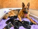 B&eacute;b&eacute; chiot type berger allemand &agrave; placer 