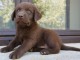 B&eacute;b&eacute; chiot type labrador retriever pour adoption 