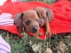 Chiots &agrave; donner disponible teckel 