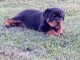Je donne chiot Rottweiler m&acirc;le 