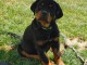 Chiots Rottweiler pour bonne maman 