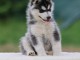 Husky sib&eacute;rien disponible pour adoption 