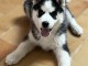 Je donne chiot husky sib&eacute;rien disponible 