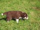 chiots husky sib&eacute;rien femelle &agrave; donner 
