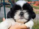 Adorable chiot Shih Tzu disponible 
