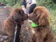 Chiots terrier neuve disponible 