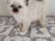Magnifique chaton sacr&eacute; de Birmanie 