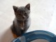 Chartreux pour adoption chaton 