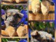 Dons berger allemand disponible 
