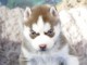B&eacute;b&eacute; chiot type Husky sib&eacute;rien disponible 