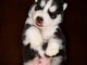 Chiots husky sib&eacute;rien femelle &agrave; donner urgent 