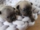 B&eacute;b&eacute; chiot bouledogue fran&ccedil;ais pour adoption 