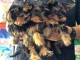 Annonces chiot Yorkshire femelle et m&acirc;le 