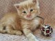 Adorable chaton Maine coon m&acirc;le a donner 