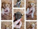 Magnifique chaton Maine coon disponible 