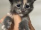 Adorable chaton Maine coon disponible 