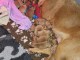 chiots dogue de Bordeaux &agrave; donner 