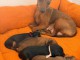 Magnifique chiots pincher nain disponible 